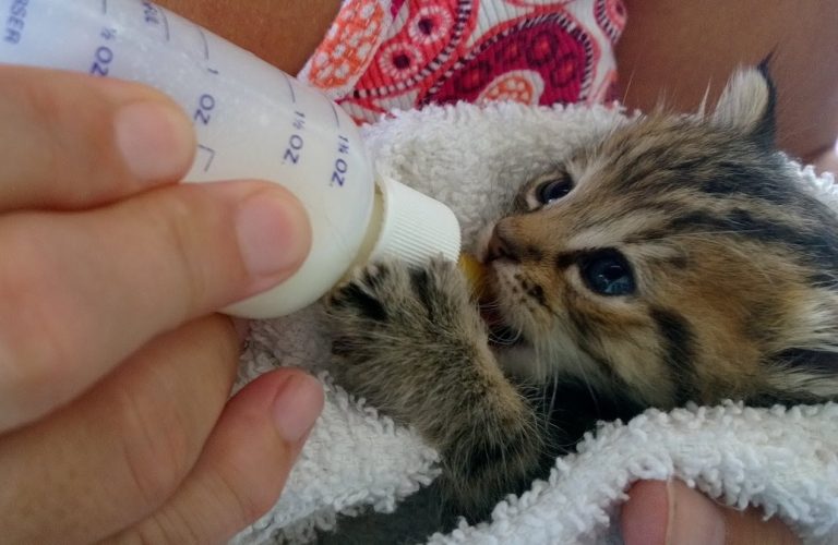 Baby Katze mit Flasche